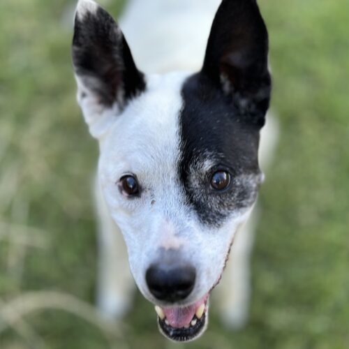 Alice, an adoptable Border Collie in Grand Junction, CO, 81503 | Photo Image 5