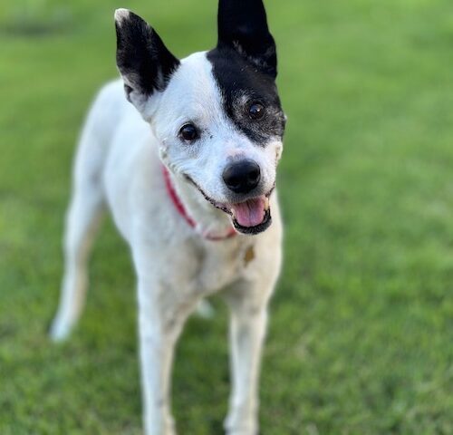 Alice, an adoptable Border Collie in Grand Junction, CO, 81503 | Photo Image 6