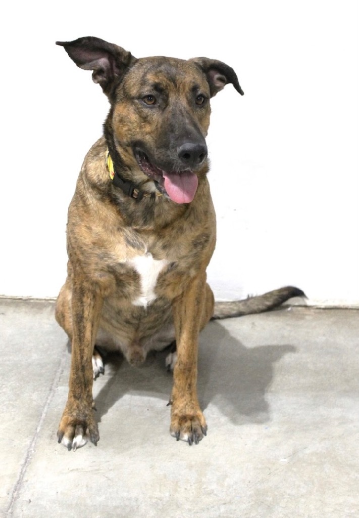 Tank/Prince, an adoptable Catahoula Leopard Dog, Mixed Breed in Tucumcari, NM, 88401 | Photo Image 1