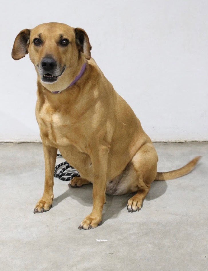 Rose, an adoptable Hound, Mixed Breed in Tucumcari, NM, 88401 | Photo Image 1