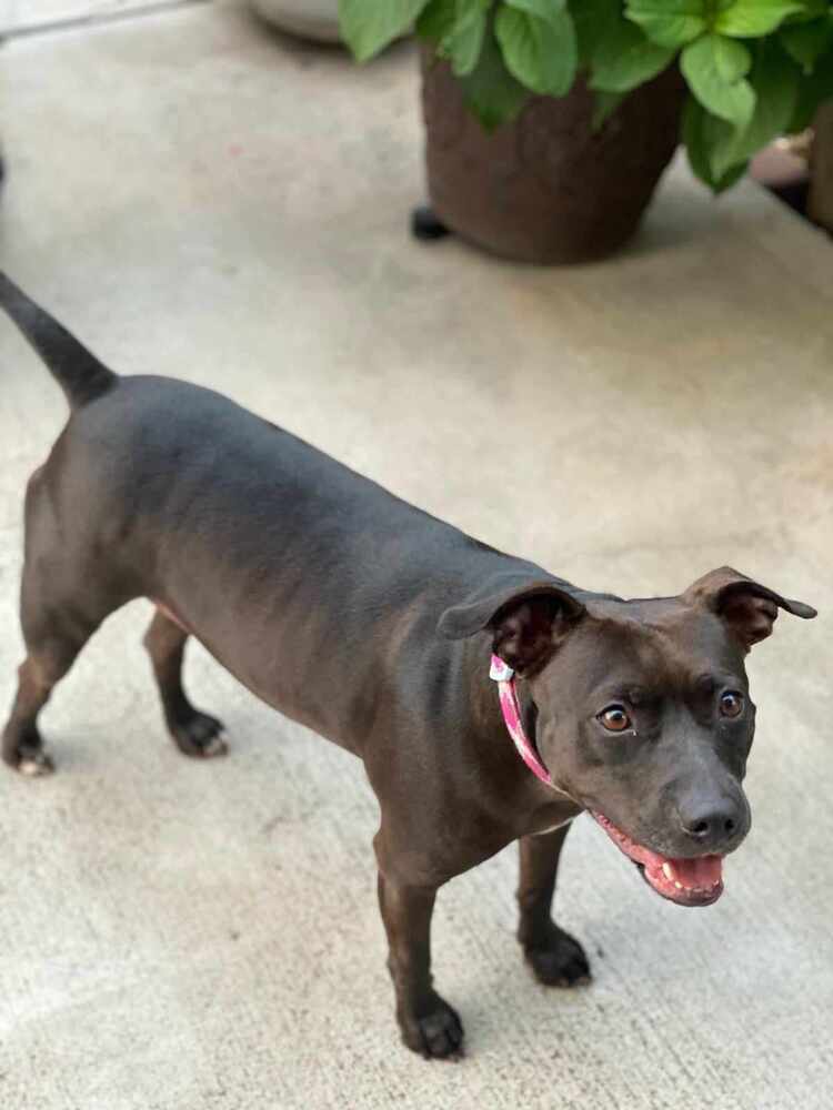 Ivy, an adoptable American Staffordshire Terrier in Wendell, NC, 27591 | Photo Image 1