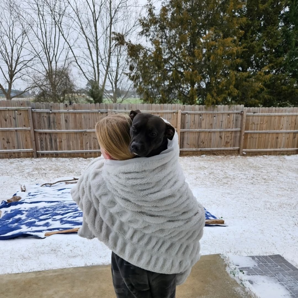 Ivy, an adoptable American Staffordshire Terrier in Wendell, NC, 27591 | Photo Image 3