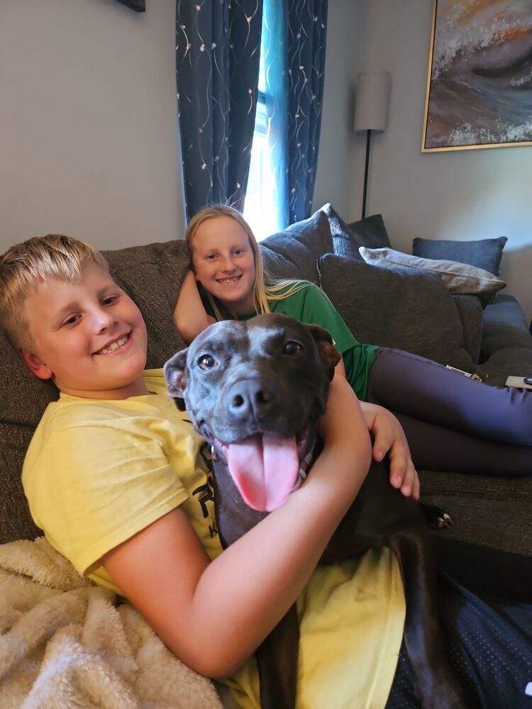 Ivy, an adoptable American Staffordshire Terrier in Wendell, NC, 27591 | Photo Image 4