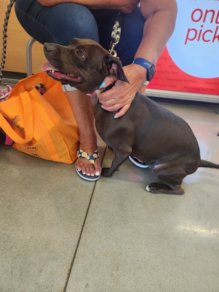 Ivy, an adoptable American Staffordshire Terrier in Wendell, NC, 27591 | Photo Image 6