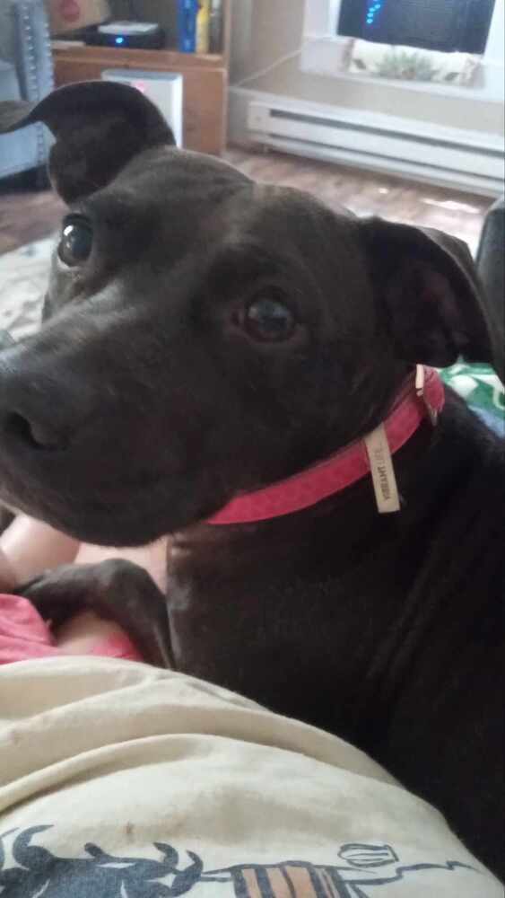 Ivy, an adoptable American Staffordshire Terrier in Wendell, NC, 27591 | Photo Image 6