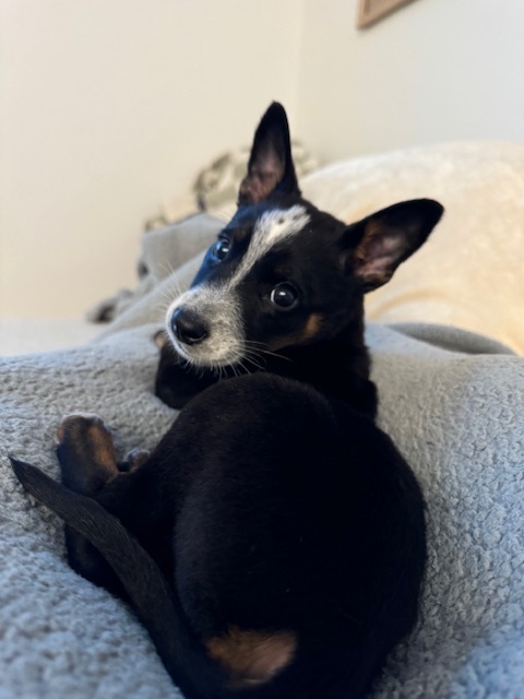 Dog for adoption Ruthie, a Mixed Breed in San Diego, CA Petfinder