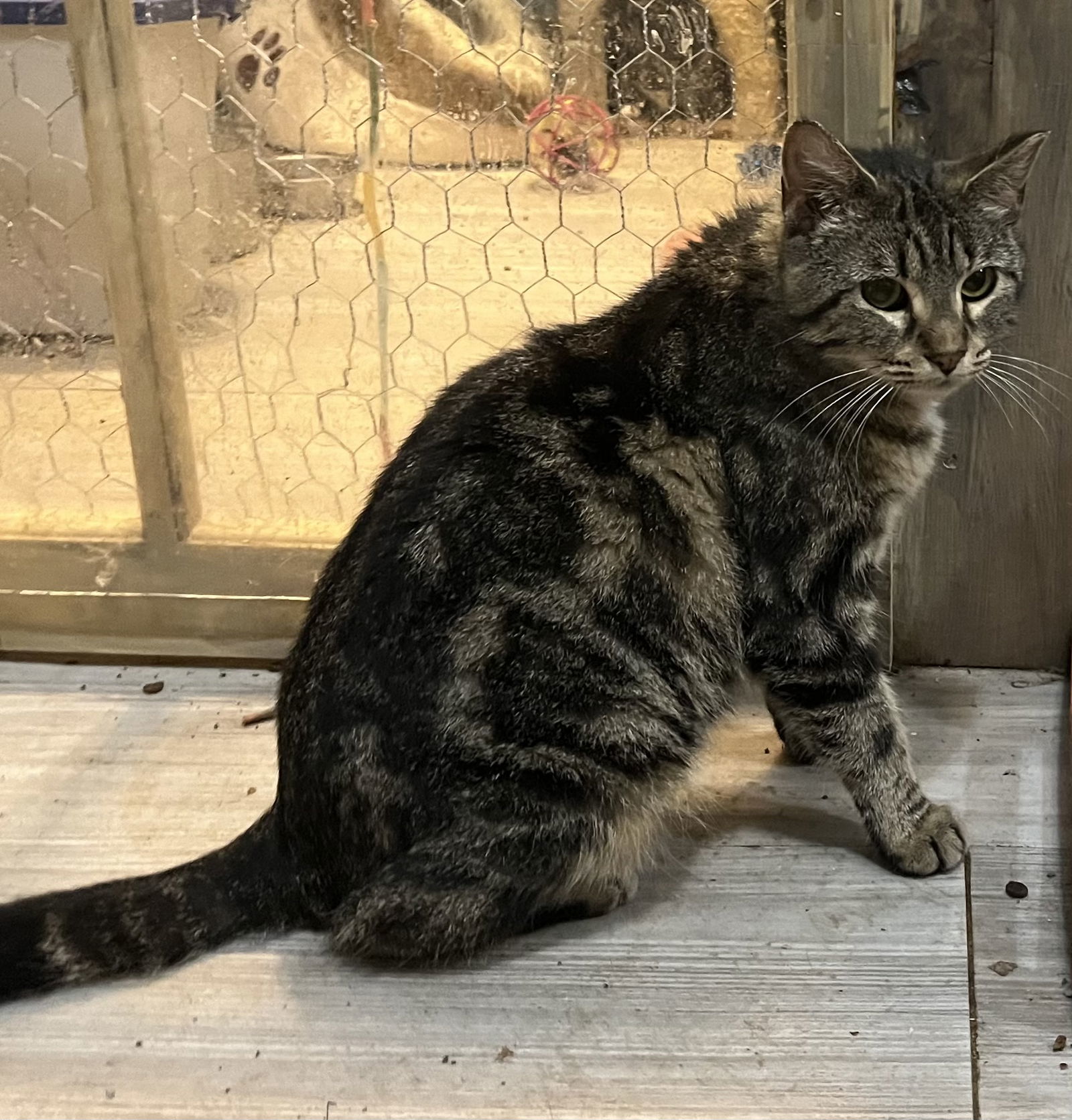 Paisley, an adoptable Tabby in Zimmerman, MN, 55398 | Photo Image 2