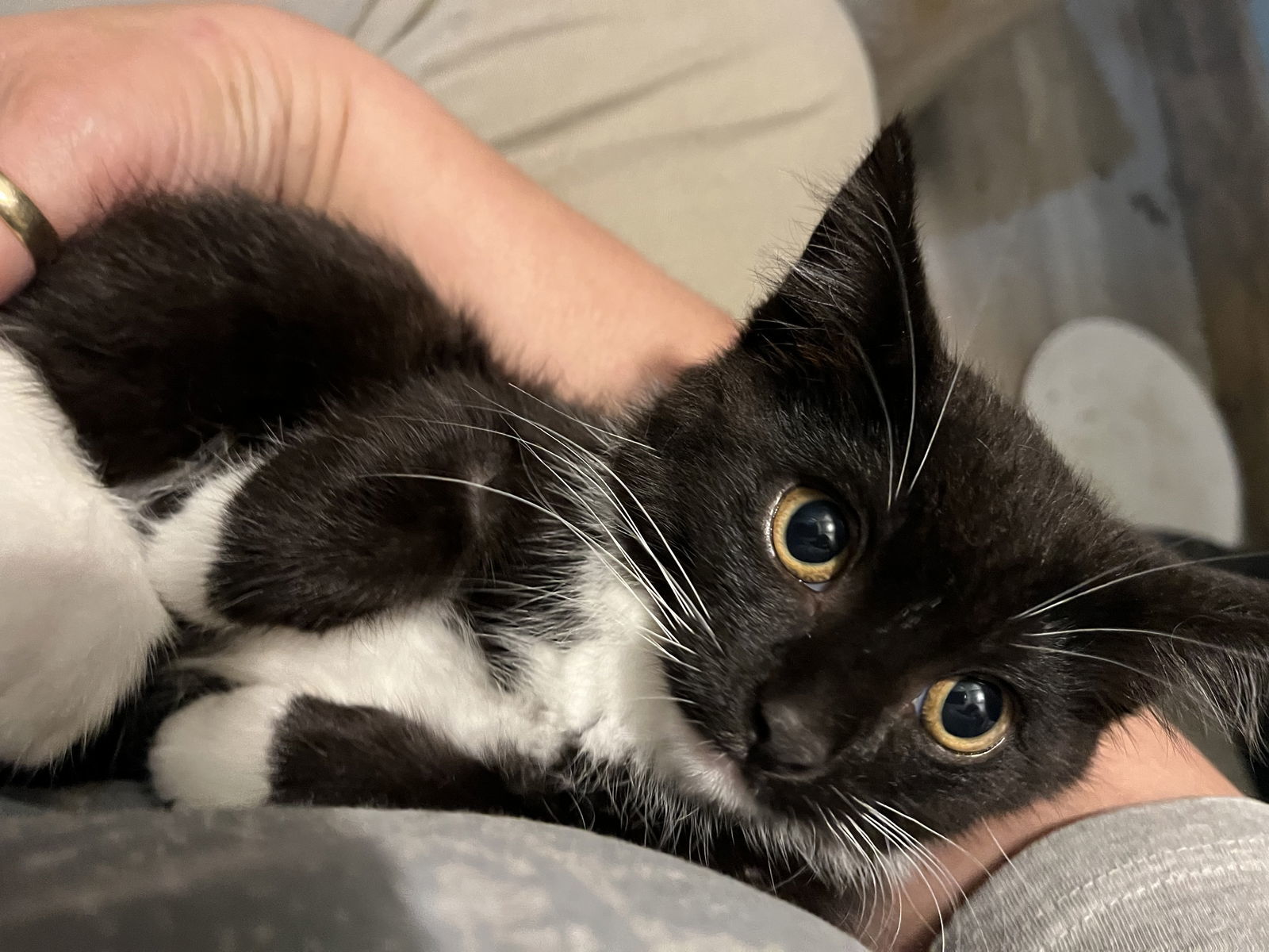 Alchemy, an adoptable Tuxedo in Zimmerman, MN, 55398 | Photo Image 1