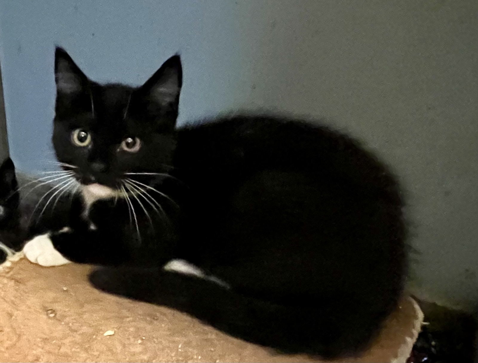 Alchemy, an adoptable Tuxedo in Zimmerman, MN, 55398 | Photo Image 2