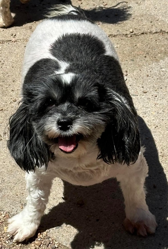 Eloise, an adoptable Havanese in Hastings, NE, 68901 | Photo Image 1