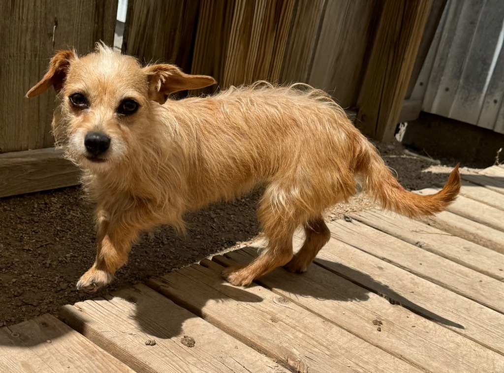 Matilda, an adoptable Terrier, Dachshund in Hastings, NE, 68901 | Photo Image 1