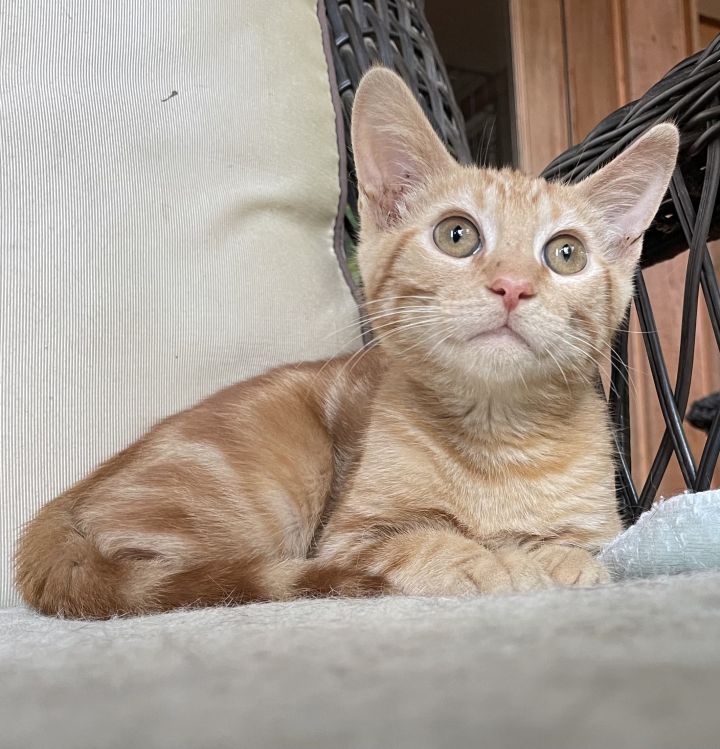Cat for adoption Chili Pepper, a Tabby & Domestic Short Hair Mix in