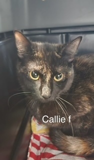 callie, an adoptable Domestic Short Hair in Bend, OR, 97701 | Photo Image 1