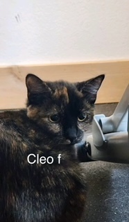 Cleo, an adoptable Domestic Short Hair in Bend, OR, 97701 | Photo Image 1