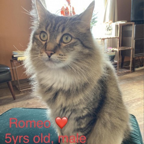 Romeo, an adoptable Domestic Long Hair in Baker City, OR, 97814 | Photo Image 1