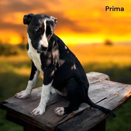 Prima 2