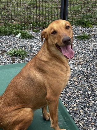 Royal, an adoptable Vizsla, Mixed Breed in Cumberland, MD, 21502 | Photo Image 1
