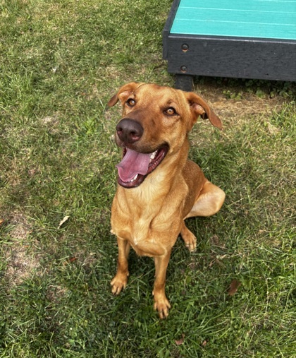Royal, an adoptable Vizsla, Mixed Breed in Cumberland, MD, 21502 | Photo Image 1