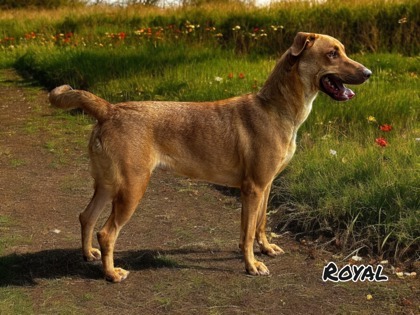 Royal, an adoptable Vizsla, Mixed Breed in Cumberland, MD, 21502 | Photo Image 2