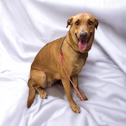 Royal, an adoptable Vizsla, Mixed Breed in Cumberland, MD, 21502 | Photo Image 3