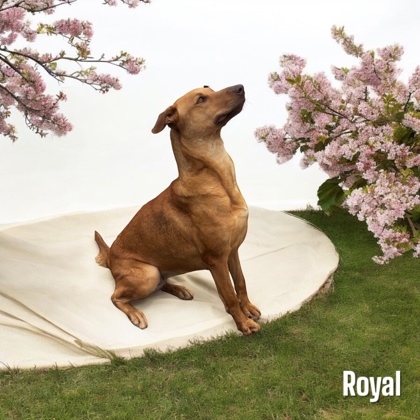 Royal, an adoptable Vizsla, Mixed Breed in Cumberland, MD, 21502 | Photo Image 3