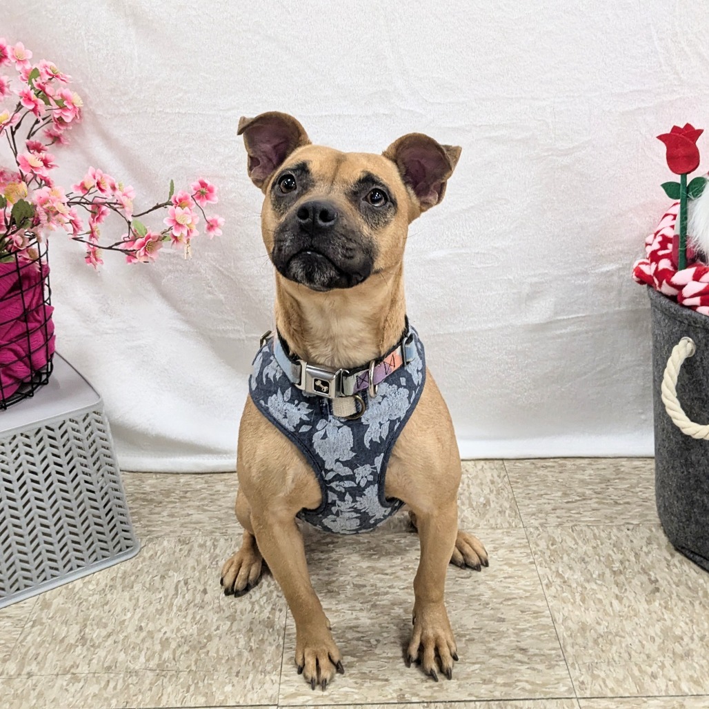 Inez, an adoptable Mixed Breed in Rochester, MN, 55903 | Photo Image 1