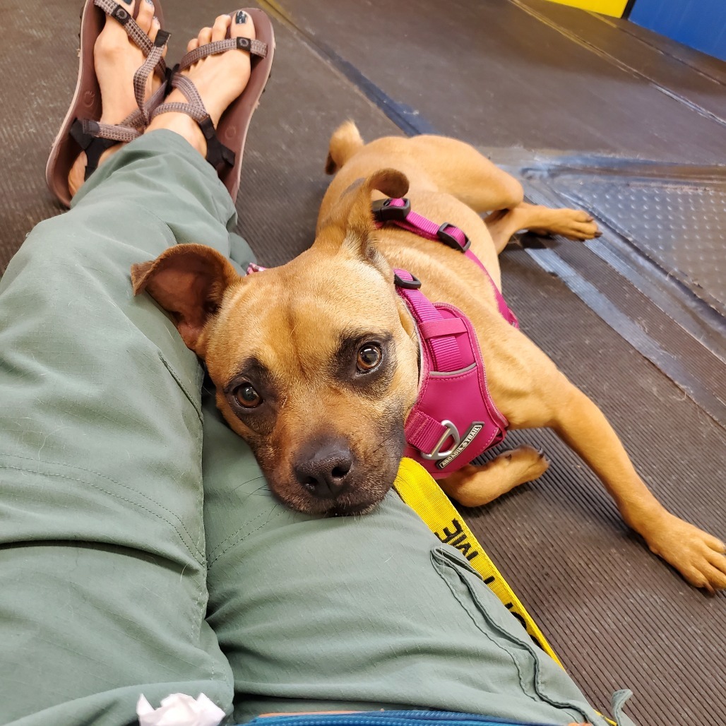 Inez, an adoptable Mixed Breed in Rochester, MN, 55903 | Photo Image 1