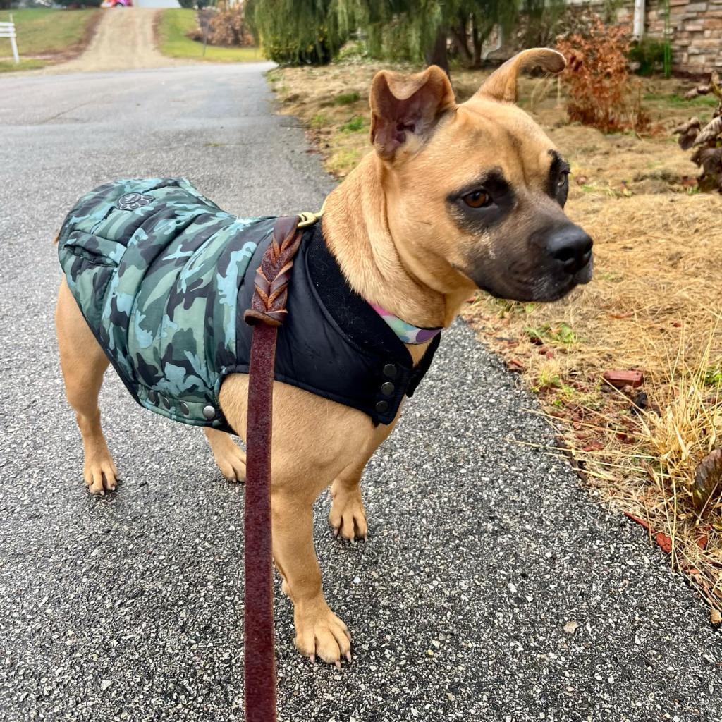 Inez, an adoptable Mixed Breed in Rochester, MN, 55903 | Photo Image 2