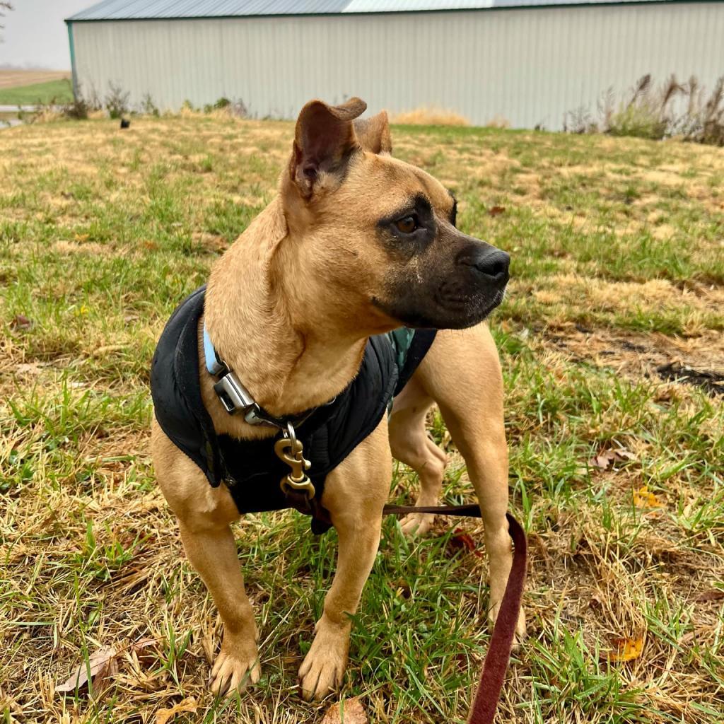 Inez, an adoptable Mixed Breed in Rochester, MN, 55903 | Photo Image 3