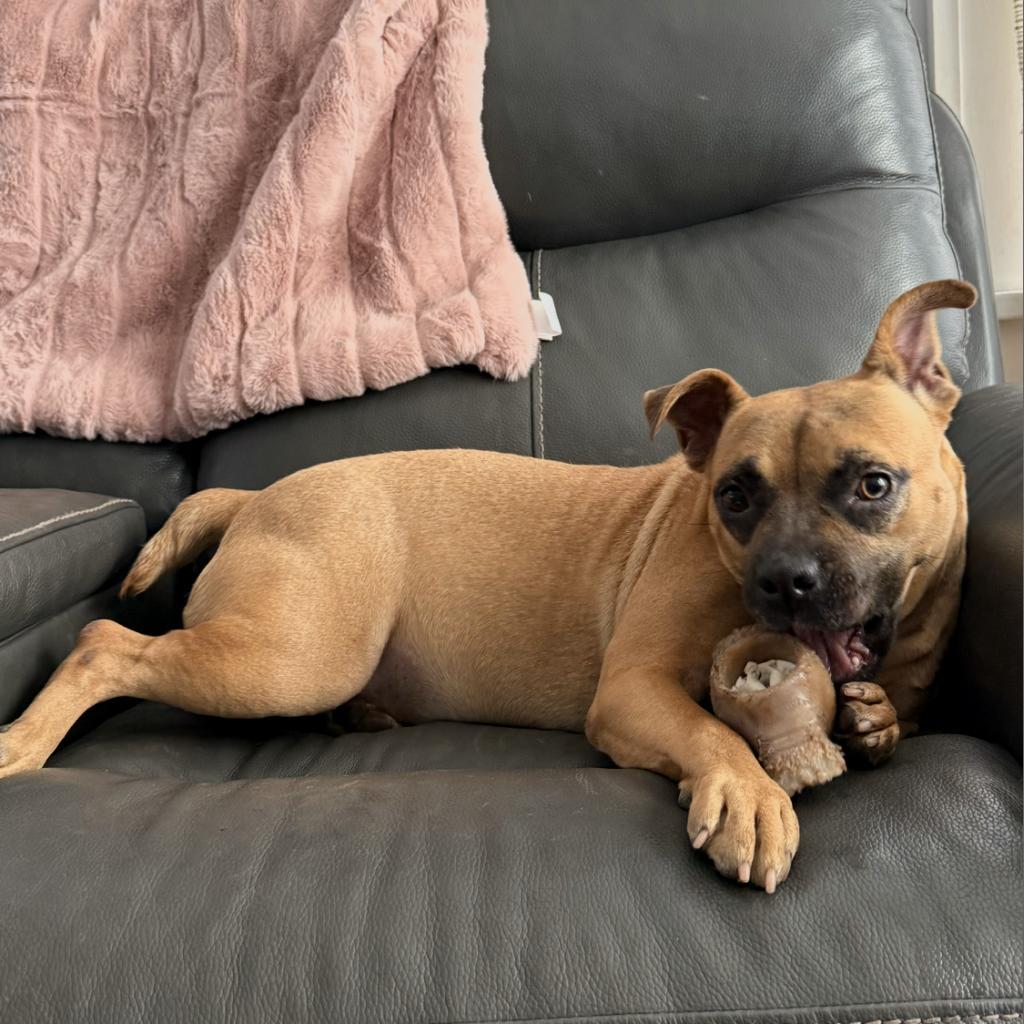Inez, an adoptable Mixed Breed in Rochester, MN, 55903 | Photo Image 4