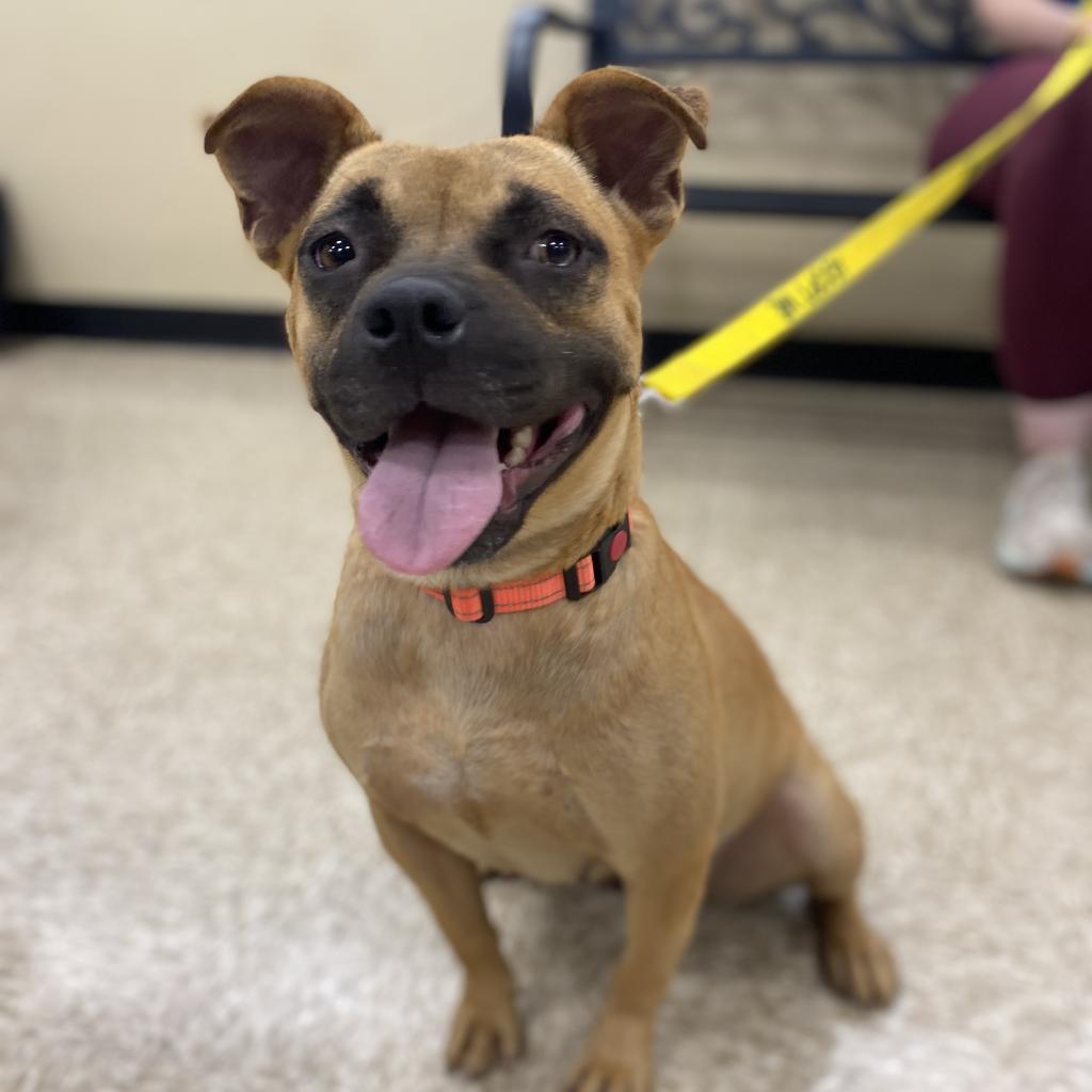 Inez, an adoptable Mixed Breed in Rochester, MN, 55903 | Photo Image 5