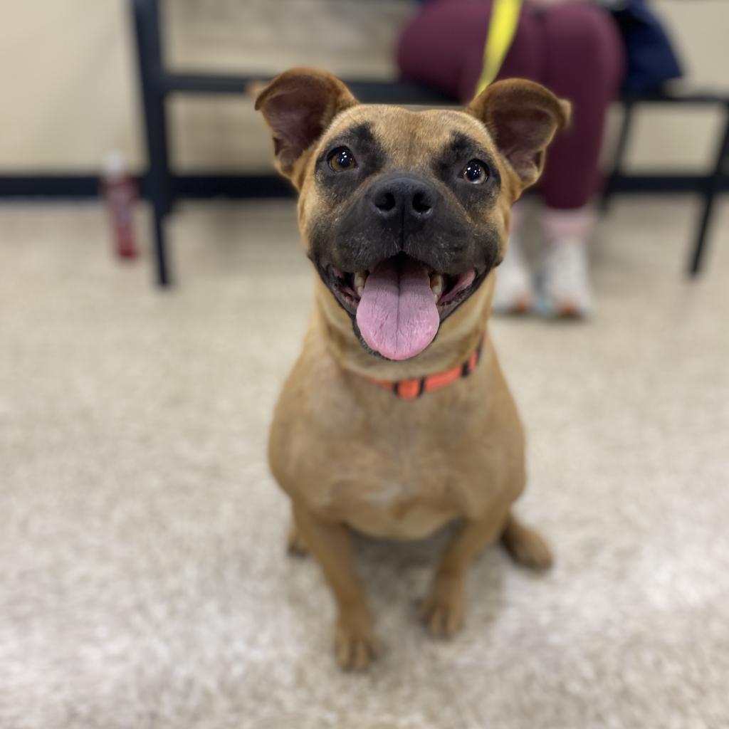 Inez, an adoptable Mixed Breed in Rochester, MN, 55903 | Photo Image 6