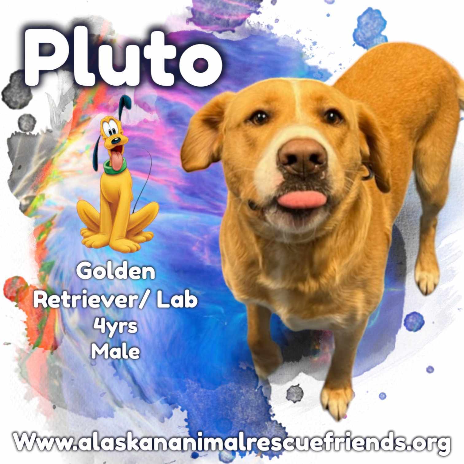 Pluto, an adoptable Labrador Retriever, Golden Retriever in Anchorage, AK, 99503 | Photo Image 1