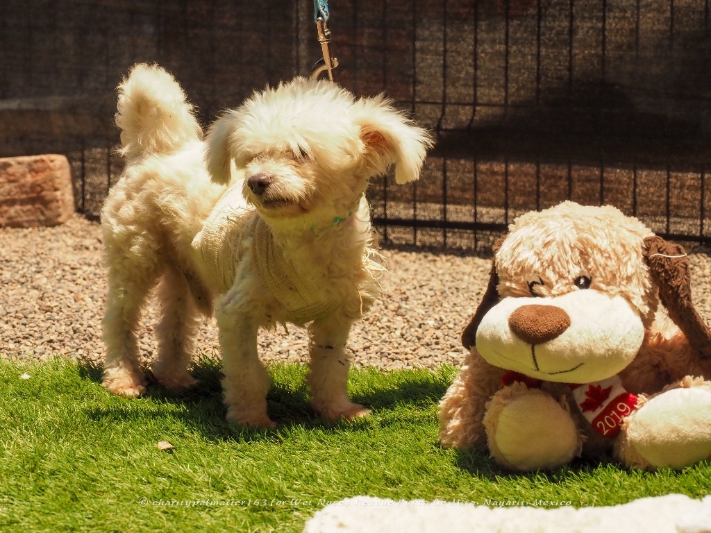 Cheeto, an adoptable Poodle in San Juan de Abajo, NAY, 63732 | Photo Image 1