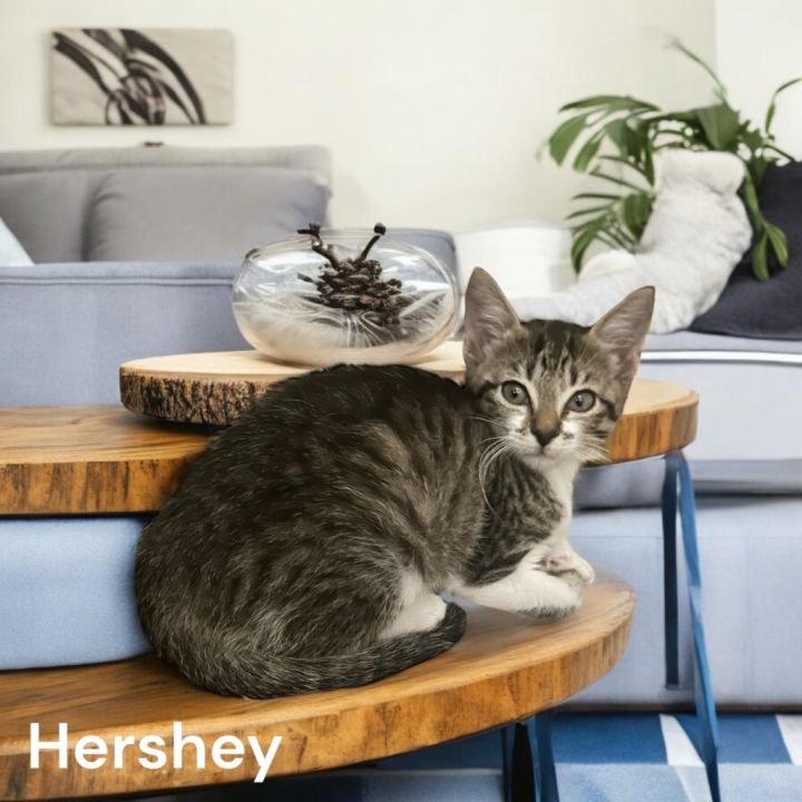 Cat for adoption Hershey, a Domestic Short Hair Mix in Sorrento, LA