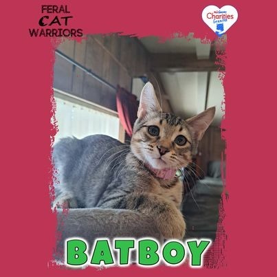 Batboy, an adoptable Domestic Short Hair in Kingman, AZ, 86401 | Photo Image 1