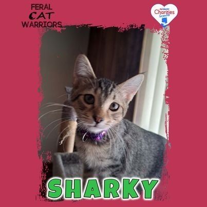 Sharky, an adoptable Domestic Short Hair in Kingman, AZ, 86401 | Photo Image 1