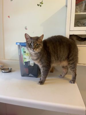 Mystic, Adult Female Domestic Short Hair