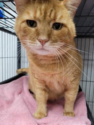 Big Mac, Adult Male Domestic Short Hair