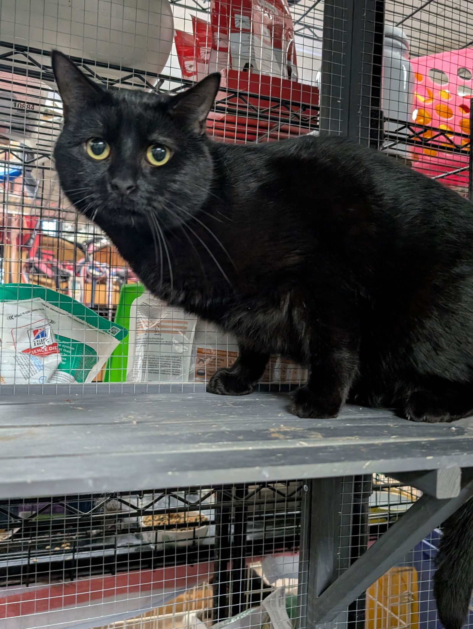 Black Panther