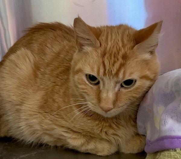 Tampa, an adoptable Domestic Short Hair in Great Falls, MT, 59405 | Photo Image 1