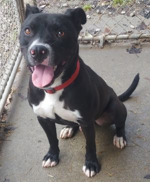 Tuck, Adult Male Pit Bull Terrier
