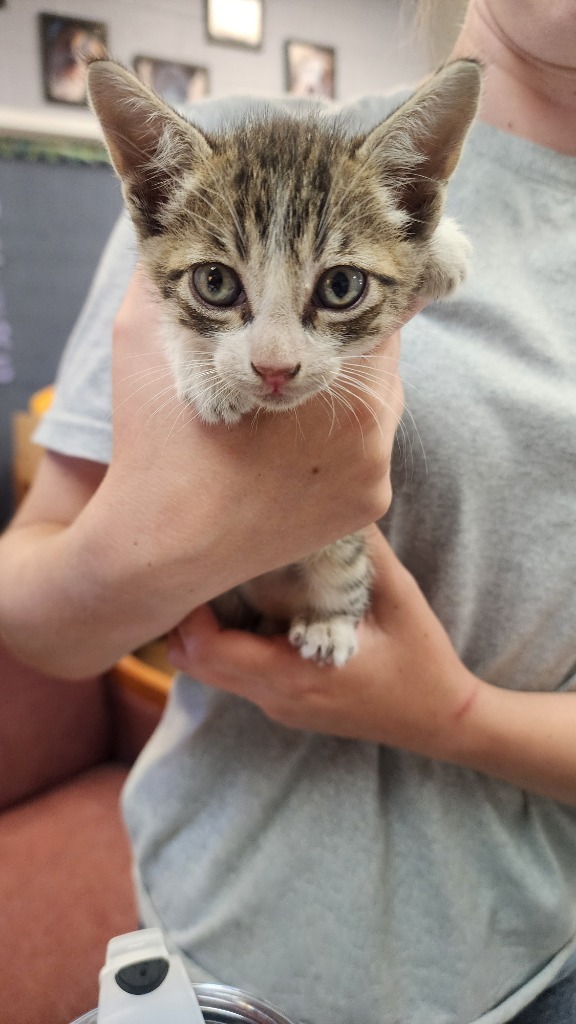 Deadpool, an adoptable Domestic Short Hair in Brownwood, TX, 76801 | Photo Image 1