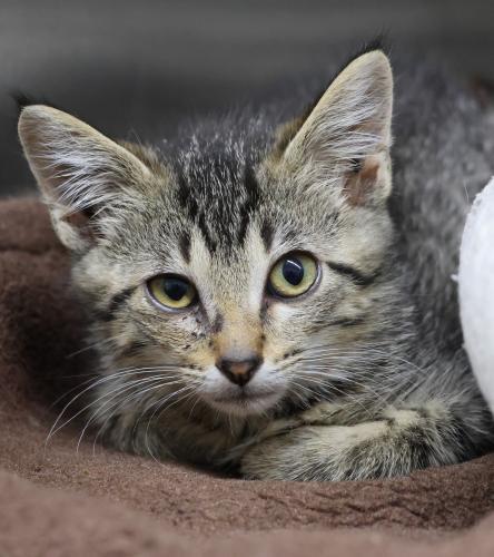 Barry, an adoptable Domestic Short Hair in Thief River Falls, MN, 56701 | Photo Image 1