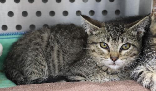 Barbra, an adoptable Domestic Short Hair in Thief River Falls, MN, 56701 | Photo Image 1