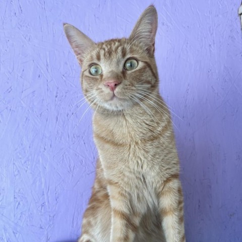 Habanero, an adoptable Domestic Short Hair in Driggs, ID, 83422 | Photo Image 1