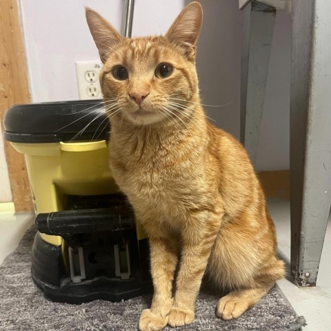 Habanero, an adoptable Domestic Short Hair in Driggs, ID, 83422 | Photo Image 2