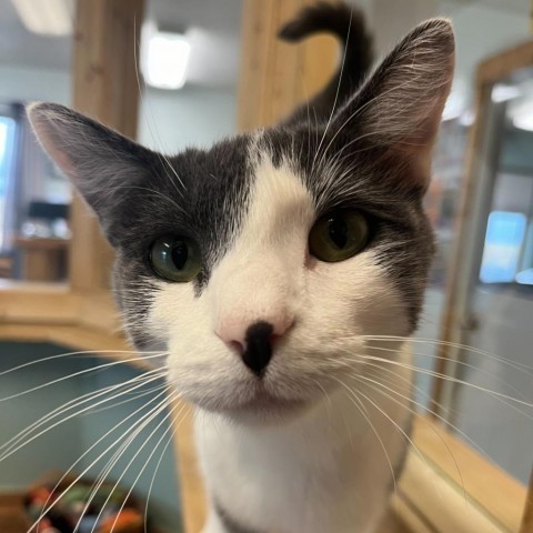 Cookie, an adoptable Domestic Short Hair in Driggs, ID, 83422 | Photo Image 1