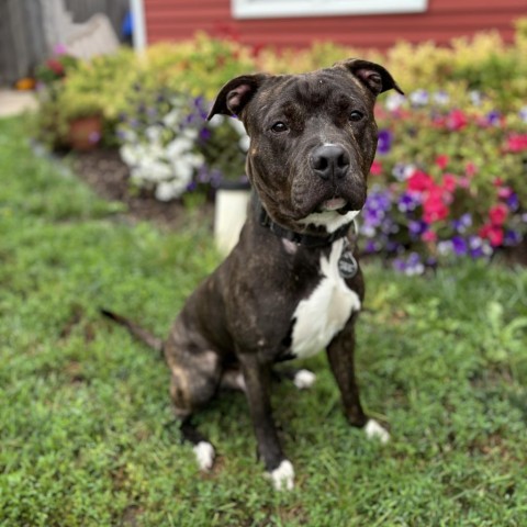 Rusty--In Foster, an adoptable Pit Bull Terrier in Fargo, ND, 58102 | Photo Image 1