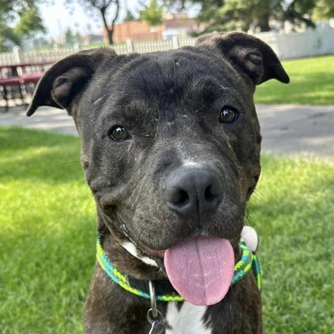 Rusty--In Foster, an adoptable Pit Bull Terrier in Fargo, ND, 58102 | Photo Image 2